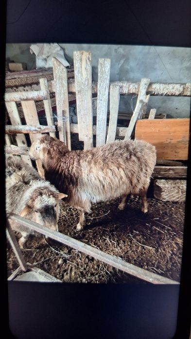 Мал сауда коилар бар семыз