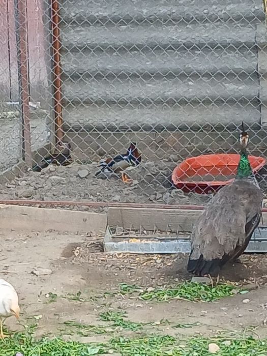 Pauni standard maturi pereche și tineret