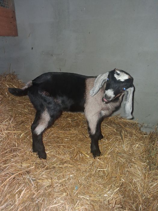 Vând Tapisor  Anglo Nubian