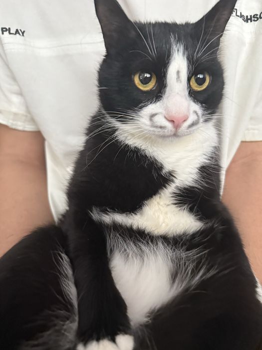 Мысық тегін беріп жібереміз