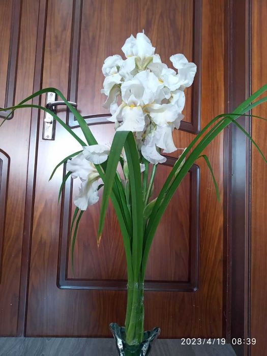 Цветы Ирис высокорослые