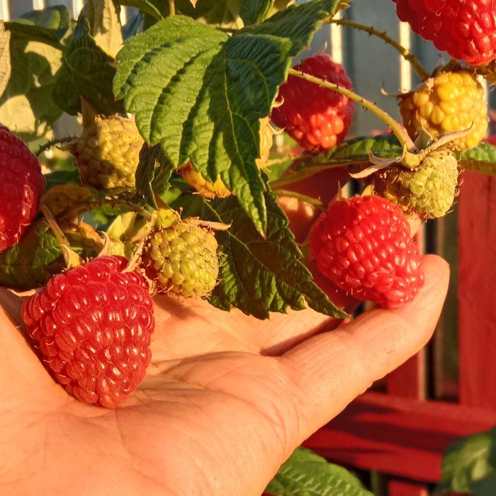 Саженцы чёрной смородины и малины