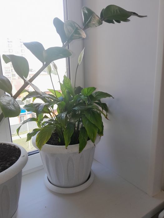 Продам цветы живые