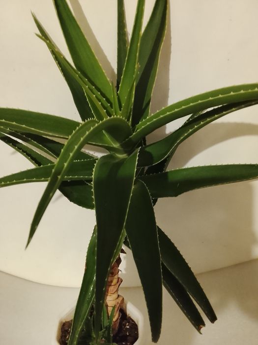 ШЕФЛЕРА  , Алое Вера ,Кализия и Алое