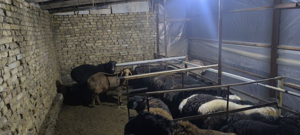 Кучкор, куйлар сотилади