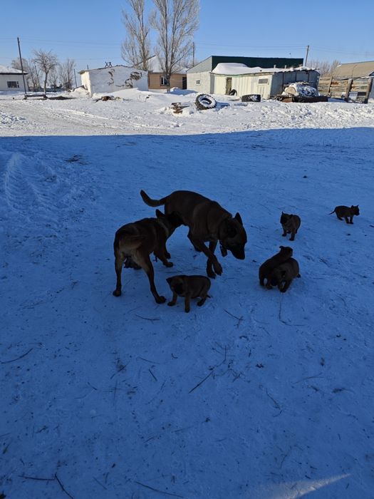 Щенки бельгийской овчарки (малинуа)