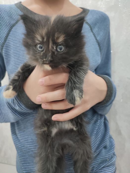 Отдам котят девочек в добрые руки