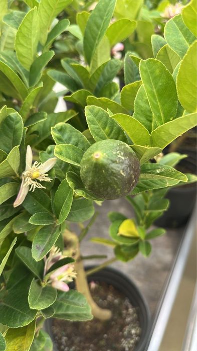 Лимон цитрус домашний