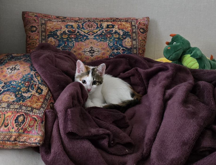 Отдам котенка (девочка) в добрые руки