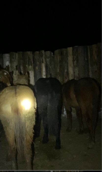 Жылкы соғым сойып жеткызу бар. Лошоди на согым молодая коннина