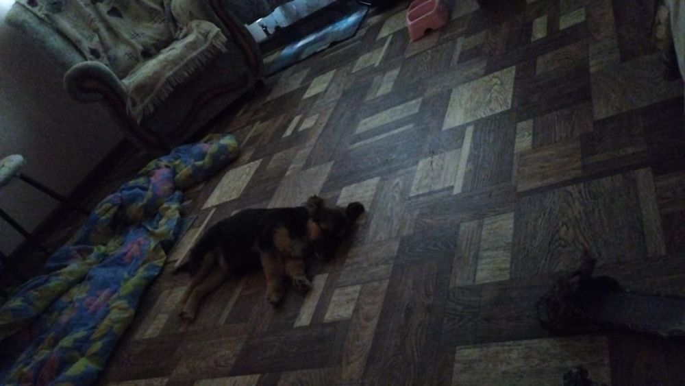 отдам щенка девочку в хорошие руки