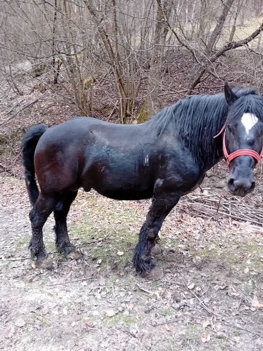 Vând armăsar 5 ani