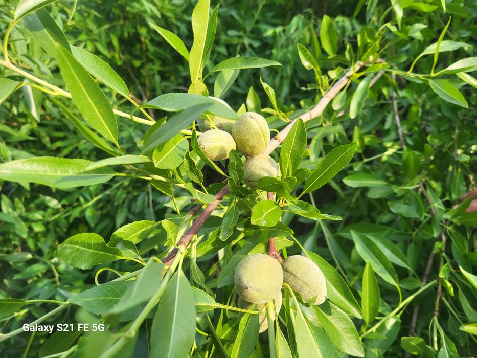 Bodom sotiladi yaxshi sifatli kuchat
