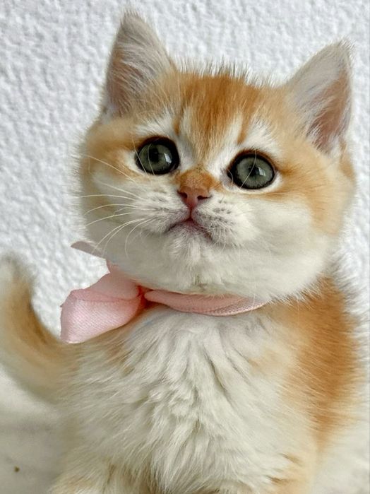 Fetiță superba british shorthair golden chinchilla! Pedigree WCF