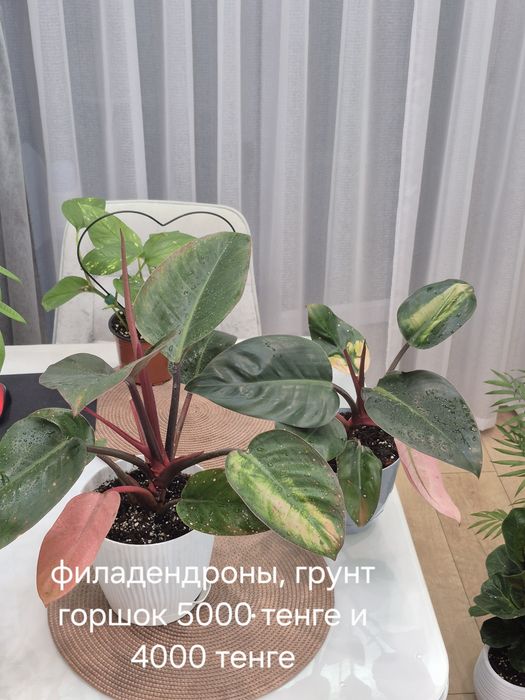 Продам комнатные цветы.