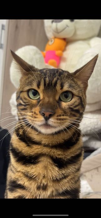 Отдам кошку Бенгалку