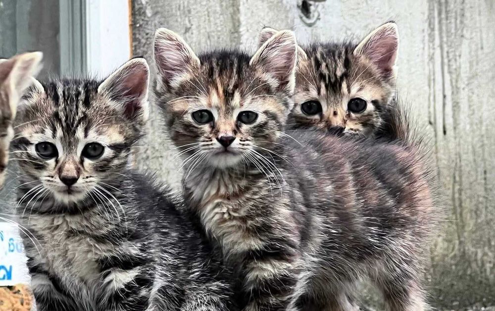 Подарявам котета