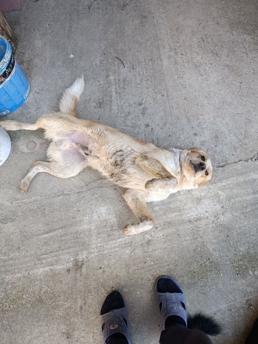 Donez cățeluș/cățelușă talie mare