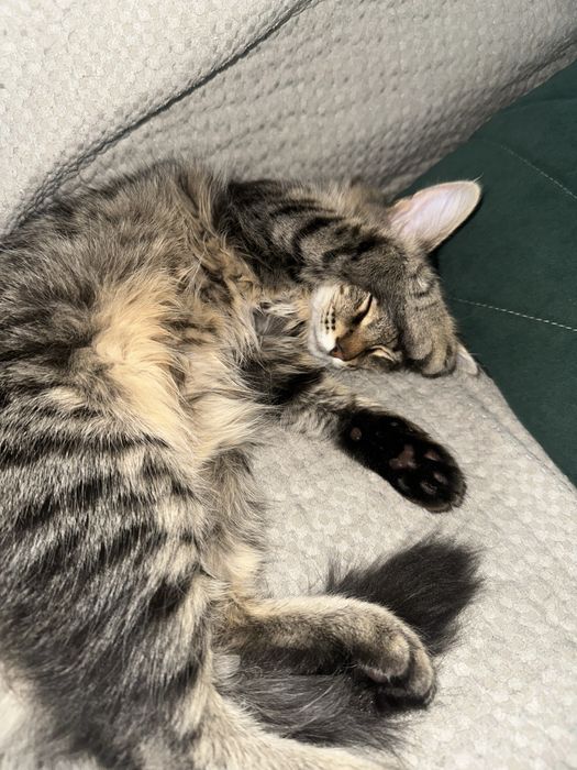 Котик в добрые руки