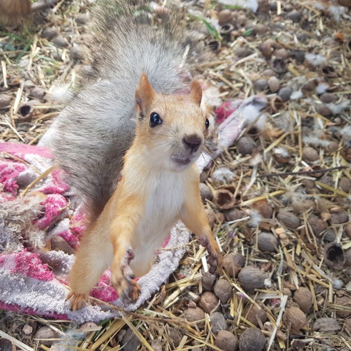 Белка обычная рыжая