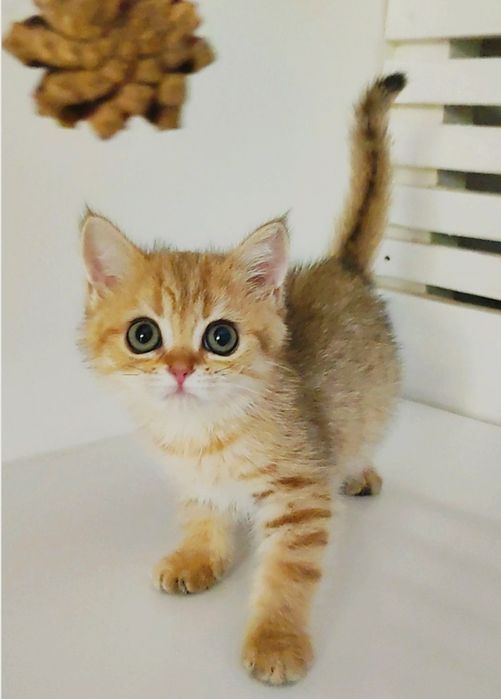 ТигрЯша  котик БритАнскИй
