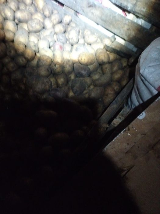 Картошка сорт Галла