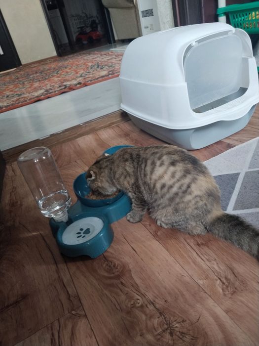 Продам котёнка вислоухий