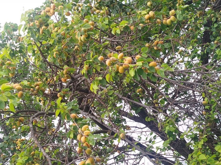 Урюк домашний вкусный