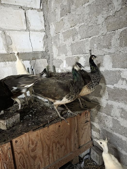 Pauni 2025 standard, albi, umar negru si arlechin. Paunite standard