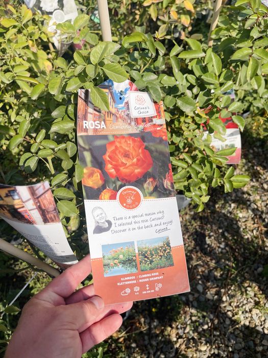 Розы вьющиеся в продаже