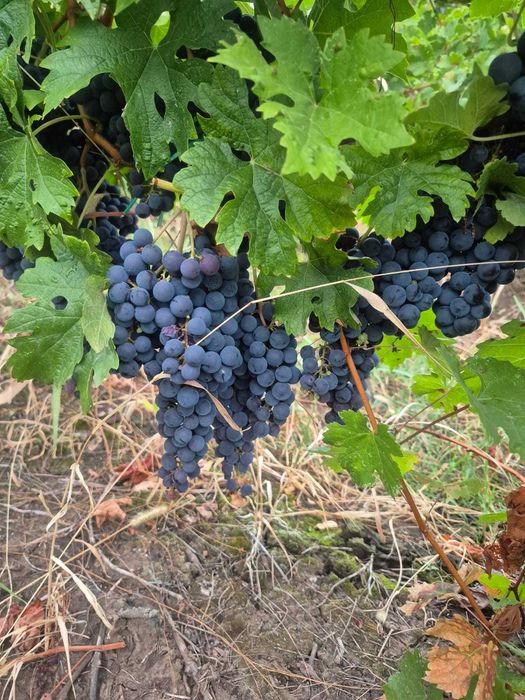 De vanzare Struguri merlot prahova
