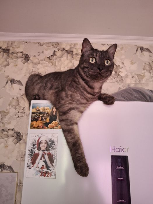 Пристрою кота в семью