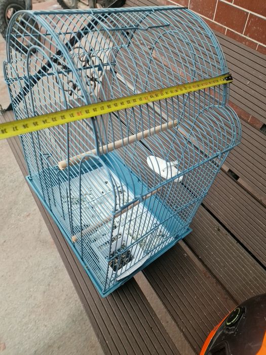 Colivie papagali mare