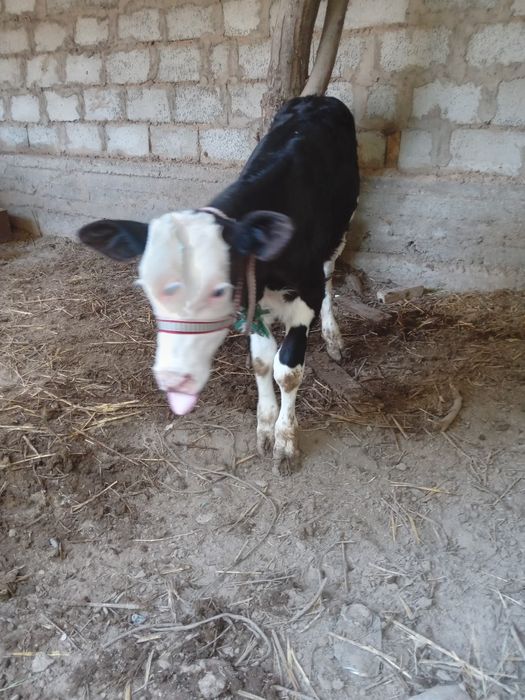 Гол.штейн зотли моллар