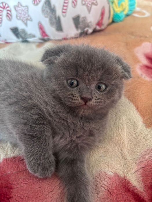 Шотландский котенок