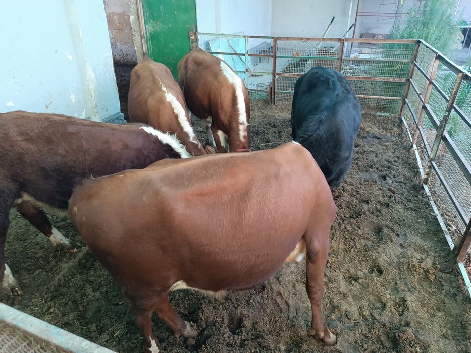 Green Ford buqalar sotiladi