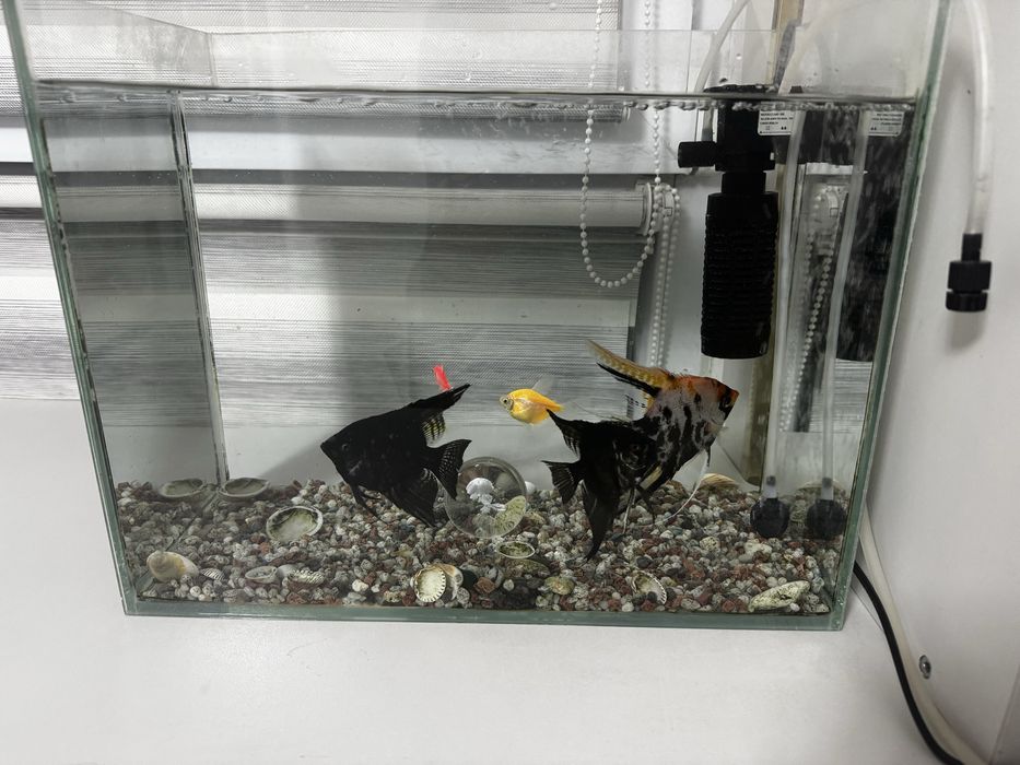 Аквариум с рыбками