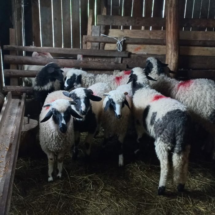 8 miele și un berbecuț
