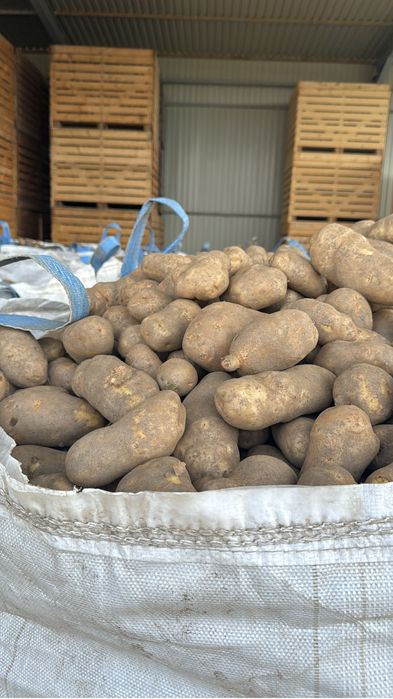 Cartofi consum si samanta carrera,riviera E, bellarosa, ect