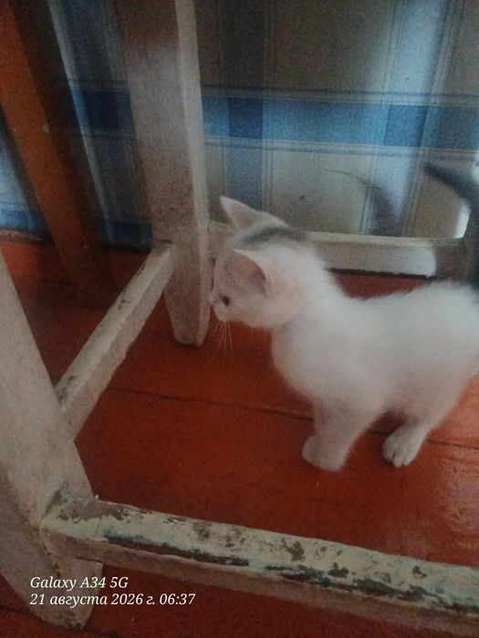 Отдам котенка к лотку приучин