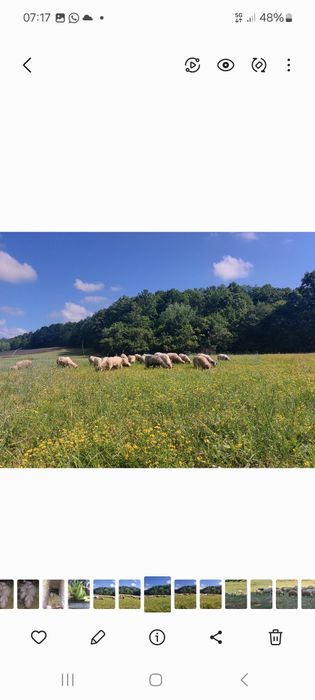 Berbecuti Turcani Brezi Grași