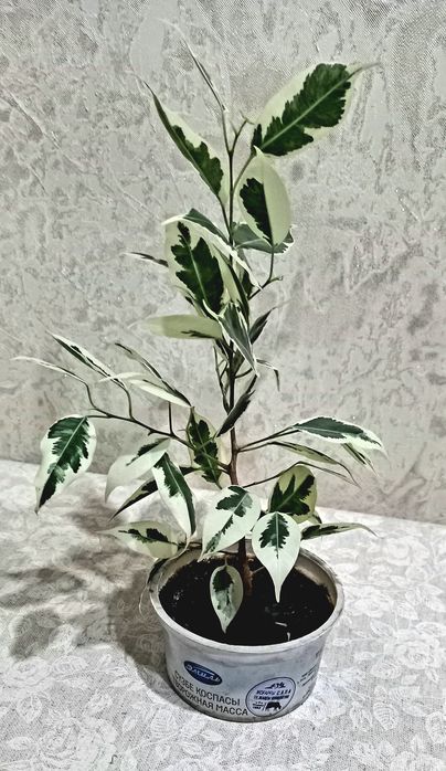 Фикус Бенджамина