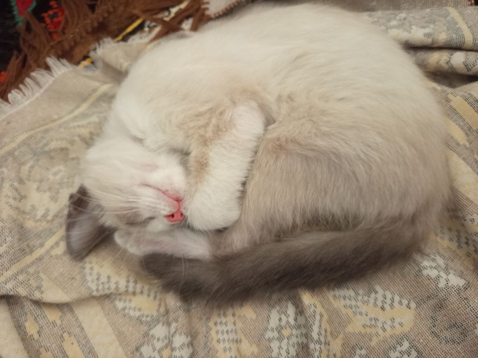Сиамская кошка чисто,