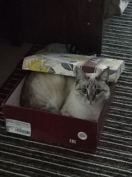 Пропала кошечка по кличке Матильда