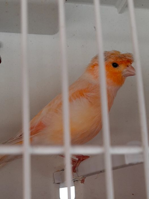 Canari timbrado español