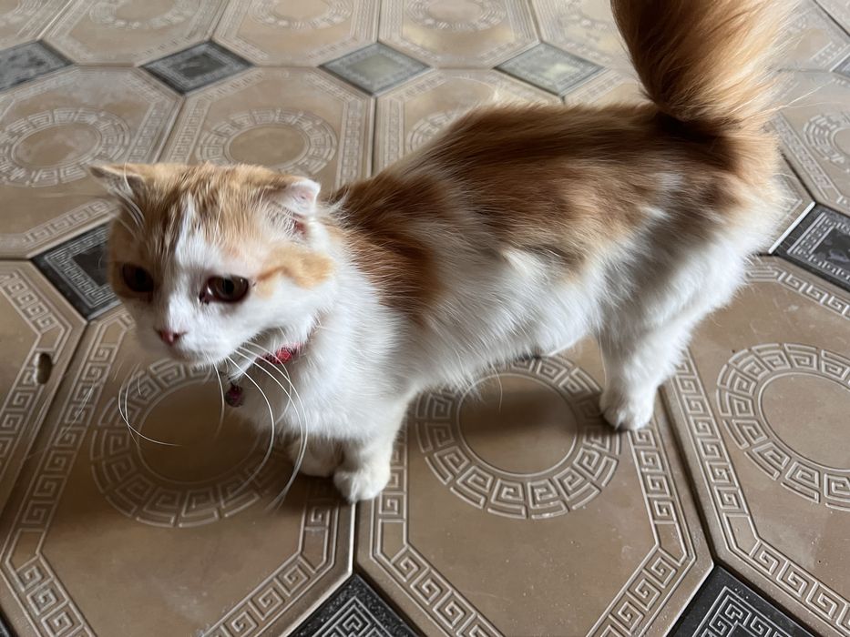 Scottish Fold Longhair