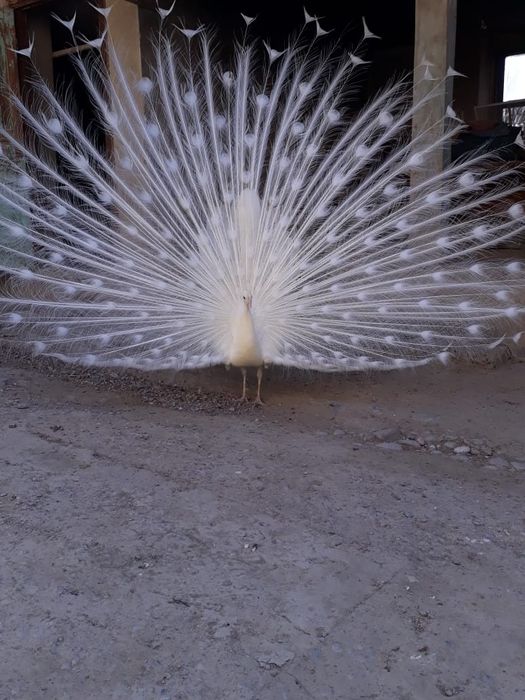 Белые и Индийские павлины ..