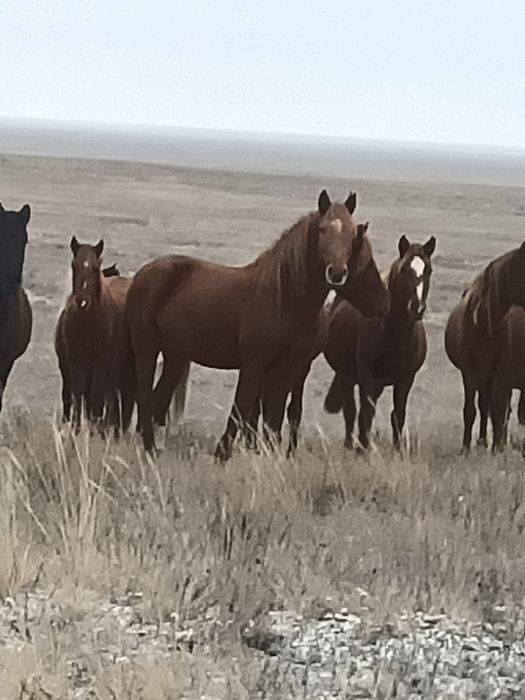 Семыз аигыр сатылады