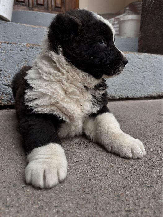 Продам щенка сучка 1,5 месяца