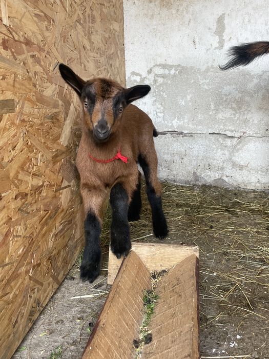 Alpina franceza cu ied